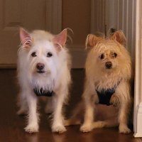 @RoseannVesia (@roseannvesia) 's Twitter Profile Photo