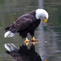 Godzillacus Rex (@godzillacusrex) 's Twitter Profile Photo