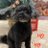 mypoodlealice's profile image