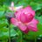 lyw3204's profile image