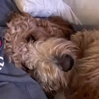 Joe L. (@joejive) 's Twitter Profile