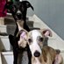 Cooper and Jasper the Whippet puppy (@CooperWhippet) Twitter profile photo