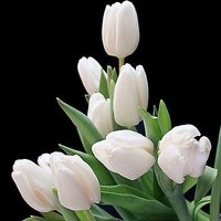 Fathiya 🕊️ (@alkhuzaimiah) 's Twitter Profile