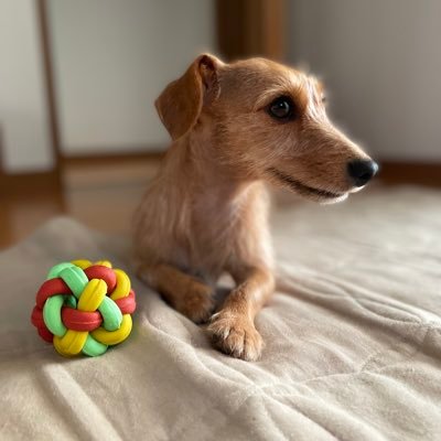 阪神タイガースとサッカー、愛犬ファム🚺（ジャックラッセルテリア×ミニチュアダックス）の事、ときどき時事ネタをつぶやきます。