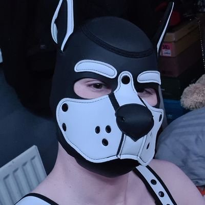 Pup Artemis (Arty) ➡ Kink NI