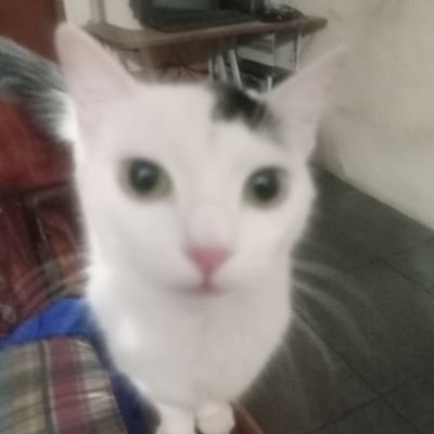 CesitaYisus's profile picture. Hola soy un pendejo Otaku de mierda que usa discord y que anda en chs