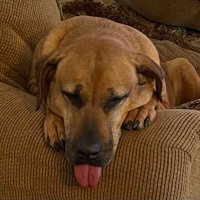 thebannedbeard8 (@italiano1219) 's Twitter Profile Photo