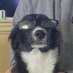 Boots (The Judgmental Border Collie) (@LeelandTaylor) Twitter profile photo