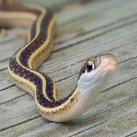 π Lynn The Snek π (@zeythra) 's Twitter Profile