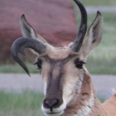 Military Vet, Member of Eastern Shoshone INDIAN Tribe, Business Owner, Hunter and Eater of Critters.