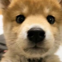 Kylie (@kyliee_han) 's Twitter Profile