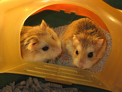 WELSON_11's profile picture. Well, let’s talk about the pets first. Guy had a hampster, he decided it stunk and gave it a bath, His daughter started crying while he filled up the tub and he