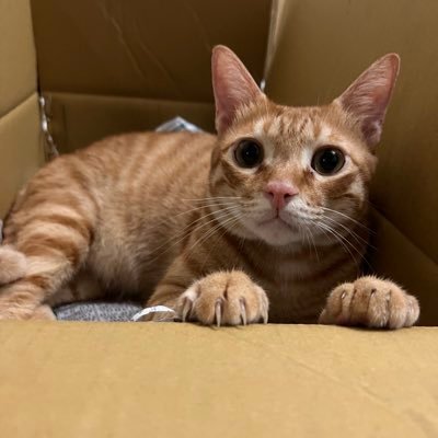 Soane_Muknana's profile picture. I'm an earthling, probably...