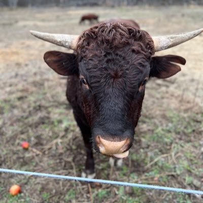 Regenerative Ag in the process, heritage breed animals. First generation farmers, navigating through animal husbandry.🧑🏻‍🌾👩🏻‍🌾👩🏻‍🦰👦🏼👶🏼👶🏼🐄🐷🐓🐐