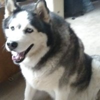 Patriot James (@false25alarm3) 's Twitter Profile