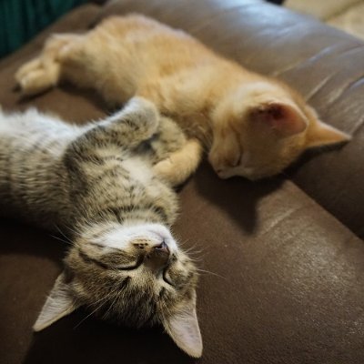 alice_reinhold's profile picture. You owe me a Kaiju brain