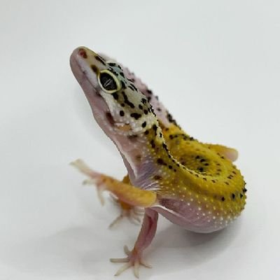 ScottScott52642's profile picture. Life is so lonely with out
#Gecko #Bill 
he is my best friend