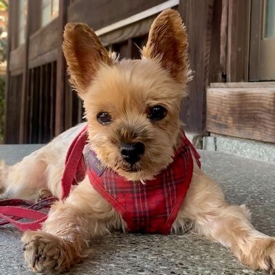 わたちの名前はクッキー18歳10ヶ月のヨーキー🐶 わたちの長生きの秘訣はマイクロナノバブル水とお肉と程よい運動かな❣️ おかんがペットの動画スクールやってるよ!
