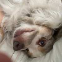 King of the Dogs (@reingrum) 's Twitter Profile