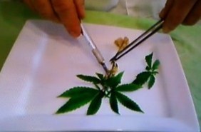 bbf_berry's profile picture. billberryfarms organic solutions CLEAN CANNABIS THROUGH TISSUE CULTURING.