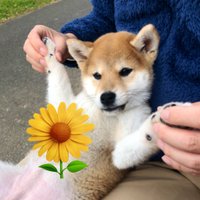 柴犬ひなた♀の日向ぼっこ☀️(@onewmatsu) 's Twitter Profile Photo