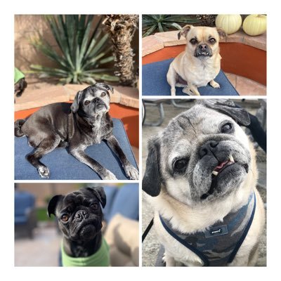 Colorado Girl living in Arizona. Wife. Pug/Chug Mama. Denver Broncos Fan 🧡💙♥️🏔🌵👫🐶🐶🐶(🐶🌈)