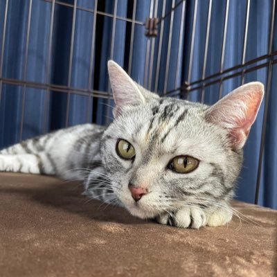 cat_momo_pon Profile Picture