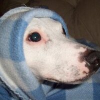 Shannon King (@shan_n_king) 's Twitter Profile