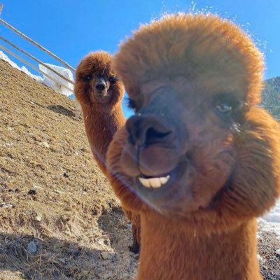 indrypjn's profile picture. Roronoa Z.