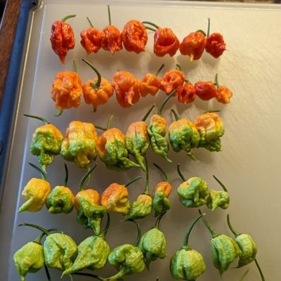 Chef_Flavenburg's profile picture. You may call me Chef.