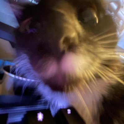 poncho56160449's profile picture. 21