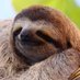 Humble Sloth (@humbleslothma) Twitter profile photo