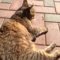 nekosama19 (@nekosama1911) 's Twitter Profile