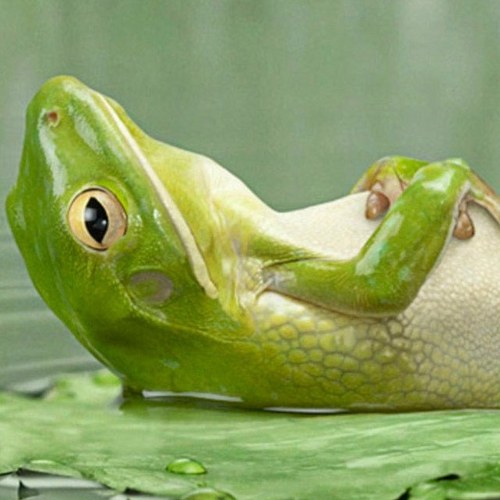 frogsarelovely Profile Picture
