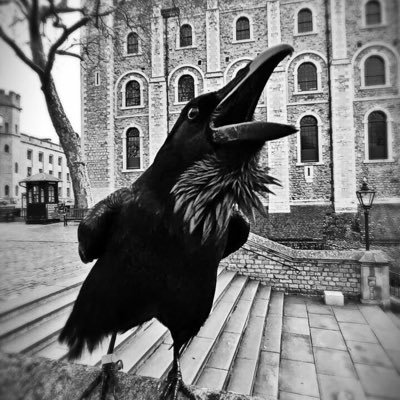 JD_MELTZER's profile picture. N/A