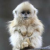 Merlin Monkey (@merlinmonkey69) Twitter profile photo
