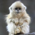 Merlin Monkey (@merlinmonkey69) Twitter profile photo Merlin Monkey (@merlinmonkey69) Twitter profile photo