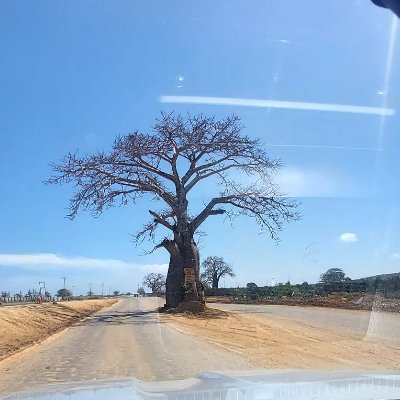 TunzaMibuyu's profile picture. In Africa, baobab fruit pulp is used to treat fever, diarrhea, dysentery, smallpox, measles, hemoptysis (the coughing up of blood), and as a painkiller.