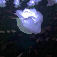 Everaftergarden (@everaftergarden) 's Twitter Profile