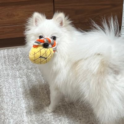 BUMP_Rainier's profile picture. 兼業大家｜賃貸業：24年2月開始｜個人2期目｜法人2期目｜アパ3棟🈵(大阪・神戸)｜米国株｜ポメラニアン｜BUMP OF CHICKEN→レディクレ｜Mr.Children→ap bank fes1日目｜Official髭男dism→長居2days、トヨアリ2日目｜夫婦でライブ参戦｜家族・愛犬との時間と選択肢を作る