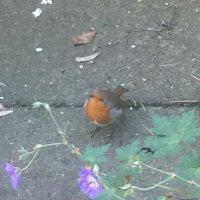 bird watch 15 (@edward14079853) 's Twitter Profile