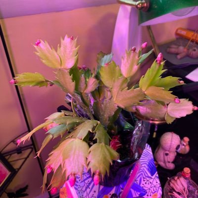 JeanetteHess182's profile picture. 