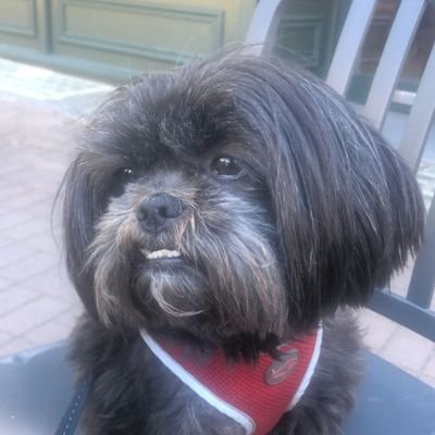 TsariGlass's profile picture. Cis means normal as far as I'm concerned so anyone who uses it is abnormal... also mentally ill.