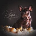 Trish Hansen - @Trish_1116 - Twitter