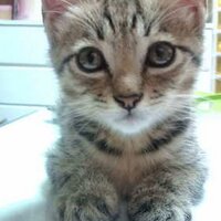 Shino (@solatoalice) 's Twitter Profile
