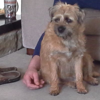 tiger r6,, duratec ,,, border terrier name of coco🌈   23,2,11  to 17,1,23 xxx💔💔