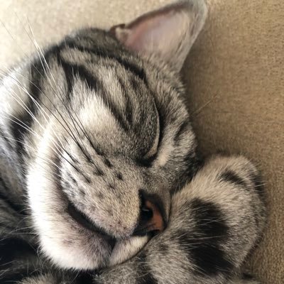 b3A0ibrnGZHVvRo's profile picture. 日本がどんな国なのか、日本人として、本当の日本の姿を知って、必要なことは声をあげていきたい。副業、成り上がりお金配り系、投資、エロお断り！自民党、公明党、維新以外で、国民の事を考えて未来の日本を良くしてくれる議員を応援したい、特にれいわは応援してます。