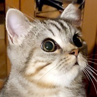 ミヌエットのテテです．猫です．
アメリカンショートヘアーに見えますがミヌエットです．
2022年4月3日生まれです．