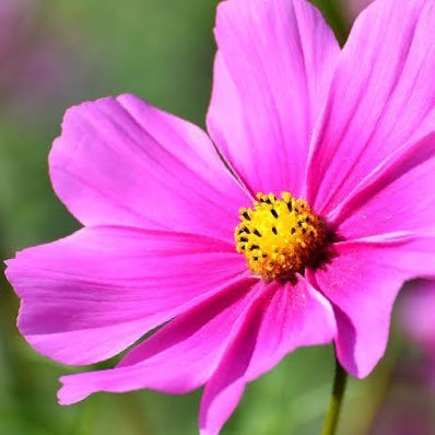 momoko19700808's profile picture. ヴィーガン🍀 フェミニスト 憲法9条 脱原発 コロナは茶番 💉反対 ノーマスク😷 LGBT🌈 動物🐈愛護❤️ フラットアース🌍❌ 6次元 #参政党を応援しています！ つい、最近、目覚めました。光✨の戦士として、DS自民党👿から子供たちを、救うために、共に立ち上がりましょう🙋‍♀️❗️❗️