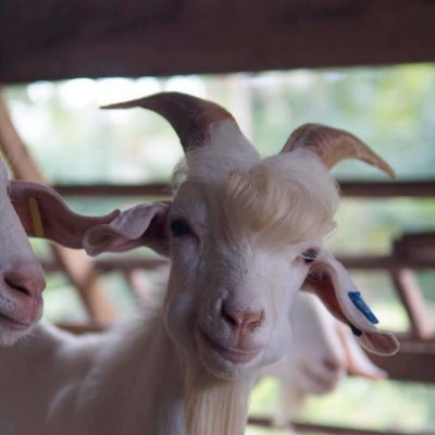 It me, goat